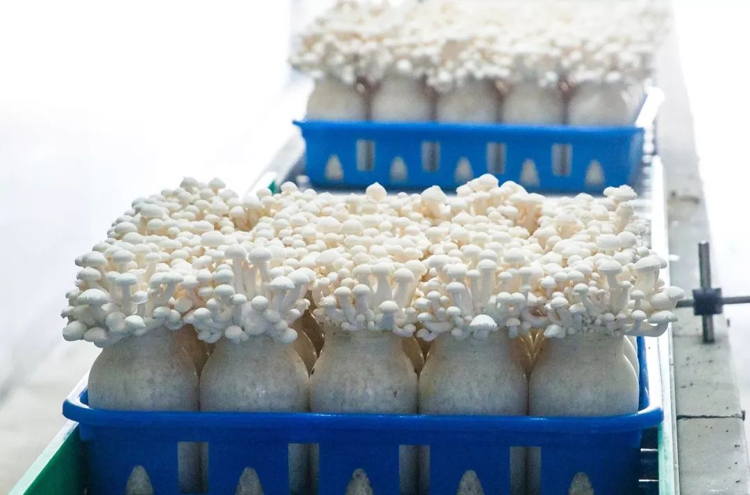 科技賦能，品質(zhì)升級(jí) 慈溪白玉菇榮膺“浙產(chǎn)精品鮮菇”背后的生物技術(shù)力量