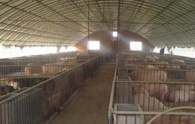 現代化生態養豬大棚建設與養豬設備指南