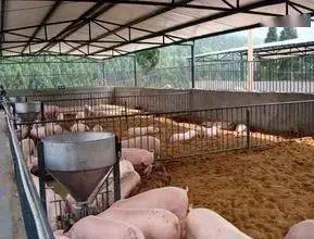 想養豬不敢養？詳解100頭豬的投入成本與后期收益