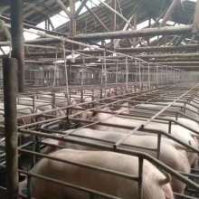 泊頭市弘昌養豬設備廠 現代化養豬設備助力養殖業升級