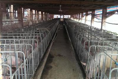 科學養豬場養殖管理與環境控制要點